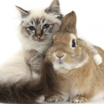 График работы в новогодние праздники